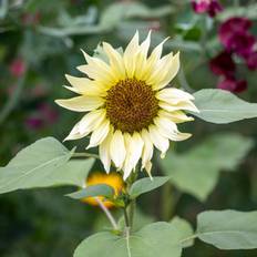 Helianthus 'Buttercream' (Sunflower) Seeds