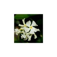 Star Jasmine Evergreen Climbing Garden Plant for Trellis, Fences & Obelisks Baring Fragrant White Summer Flowers, 1 x Trachelospermum Jasminoides