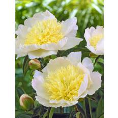 Peony Honey Gold