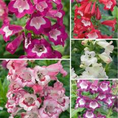 Penstemon Collection - Pack of FOUR different Plants in Bud & Bloom