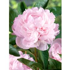 Peony Nancy Nora