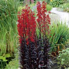 Suttons Plants Suttons Lobelia Plants - Queen Victoria