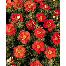 Potentilla Fruticosa 'Red Ace' - Bush