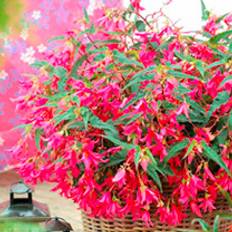 Suttons Plants Suttons Begonia Plant - Crackling Fire Pink