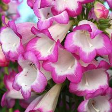 Perennials Penstemon