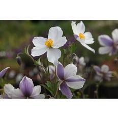 Perennials Anemone