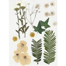 Yellow DIY Creotime Pressed Flowers and leaves, off-white, 19 asstd. 1 pack