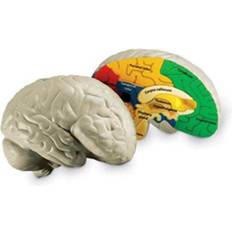 Learning Resources LER1903 HUMAN BRAIN CROSSSECTION MODEL
