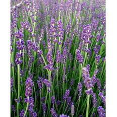 Hedge Plants Lavender 'Munstead'