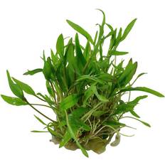 TROPICA CRYPTOCORYNE WENDTII GREEN