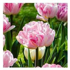 Very Tulip 'Double Pink' Bulbs