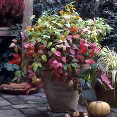 Trees & Shrubs Very YouGarden Nandina 'Firepower' Pot