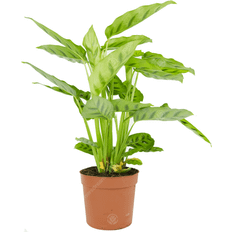 GardenersDream Calathea Leopardina Prayer Plant Live