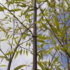 Very Black Bamboo Phyllostachys Nigra 5L Pot