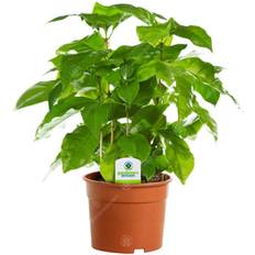 Very Arabica 1 Plant Live Plant Tree