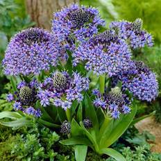 Very YouGarden Scilla Peruviana 'Caribbean Lily' Bulbs