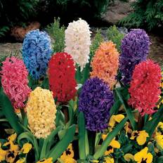 Very Mixed Garden Hyacinths X 12 Bulbs