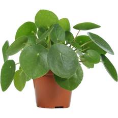 GardenersDream Pilea Peperomioides Money Plant