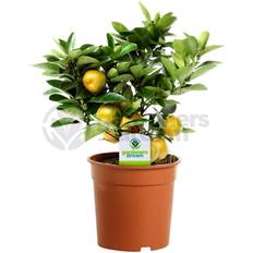 GardenersDream Citrus Calamondin - 1 Plant