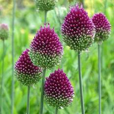 Very Allium Sphaerocephalon (Drumsticks) 100 Bulbs