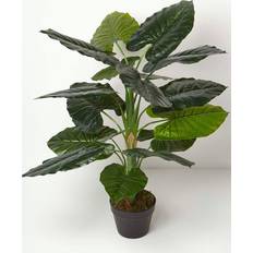 Homescapes Taro Plant 90 - Green