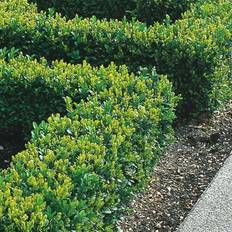 Soil GardenersDream 5 Box Hedging Plants 20-40Cm Sempervirens