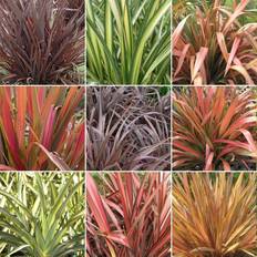 GardenersDream 5 X Phormium Plant Mix Quality