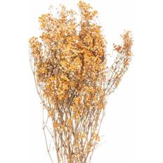 Hill Interiors Dried Orange Babys Breath Bunch