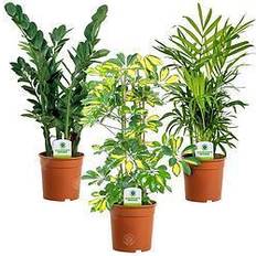 Hanging Pots, Plants & Cultivation GardenersDream Indoor Plant Mix 3-pack