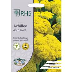 RHS Mr.Fothergill's Grow Your Own Summer Achillea Gold Plate