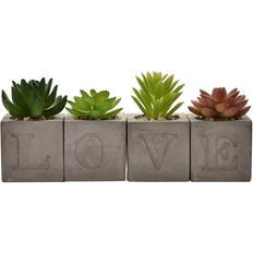 Hestia Set of 4 Plants Cement Pot Love