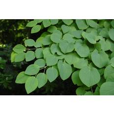 Hedge Plants Cercidiphyllum Japonicum