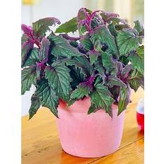 Very Gynura Purple Passion Velvet Plant