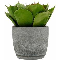 Premier Housewares Fiori Large Succulent with Cement