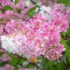 Very Hydrangea Paniculata 'Vanille Fraise' 3L