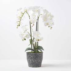 Homescapes White Orchid 82 Phalaenopsis 4 Stems