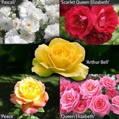 Very Garden Glamour Rose Bushes X5 Bushes Bare Root