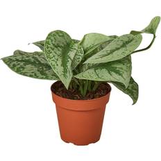 House Plant Shop Pothos Silver Splash Pot