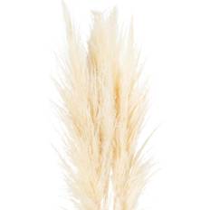 Hill Interiors Cream Pampas Grass Stem