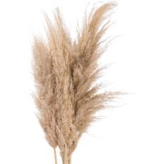 Hill Interiors Butter Pampas Grass