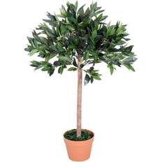 Plants OutSunny Olive Tree 90cm