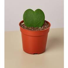 Plant Shop Hoya Sweetheart Live Plant, 4"