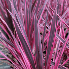 GardenersDream Cordyline Pink 9cm Suspension