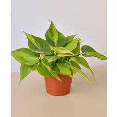 Plant Shop Philodendron 'Brasil' 4" Pot Live Care Natural Plant Great Gifts Free Care Guide