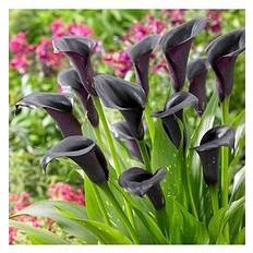 Very You Garden Zantedschia Cantor Calla Lily