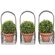 Pure Garden Boxwood