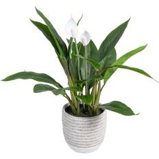 BigBuy Home Dekorativ plante 40