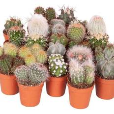 You Garden Cactus 6 Plants