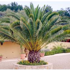 GardenersDream Phoenix Canariensis Palm Tree