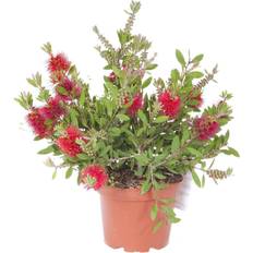 You Garden Bottlebrush Plant Callistemon Citrinus